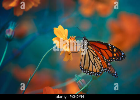 Monarch butterfly auf Veilchen, Michigan Stockfoto