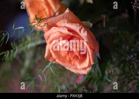 Eine Pfirsichfarbene stieg von einem Blumenstrauß isoliert, mit viel Grün. Nahaufnahme. Stockfoto