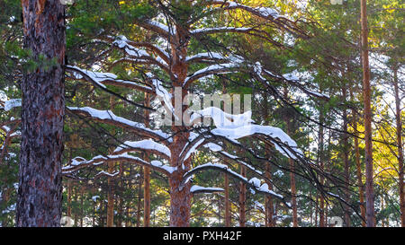 Dicken Schneedecke auf Pine Tree Branches im Wald auf einem sonnigen Wintertag Stockfoto