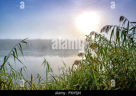 Unglaublich mystischen Morgen Landschaft mit der aufgehenden Sonne, Baum, Reed und Nebel über dem Wasser Stockfoto