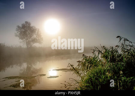 Unglaublich mystischen Morgen Landschaft mit der aufgehenden Sonne, Baum, Reed und Nebel über dem Wasser Stockfoto