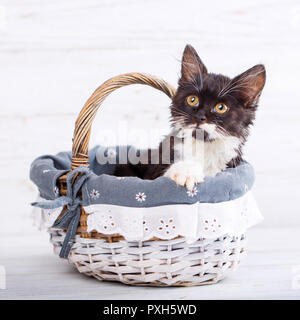 Ein verspielter, flauschige Kätzchen im Korb. Auf einem weißen Hintergrund isoliert Stockfoto