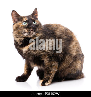 Katze ohne Rasse. Eine einfache graue Katze Stockfoto