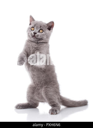 Graue Katze auf die Hinterbeine Stockfoto