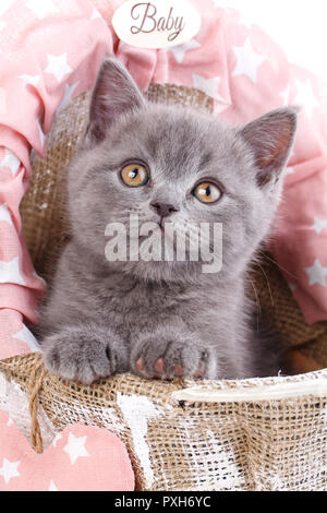 Die Katze sitzt in einem Baby Wiege Stockfoto