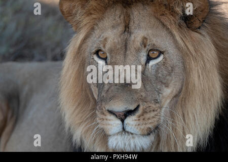 Nahaufnahme von Sylvester Lion-Spiel Fahrzeug in seinem Auge reflektiert Stockfoto