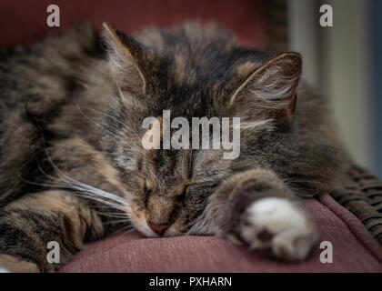 Cute Scheune tabby Katze schlafend auf einem Stuhl Stockfoto