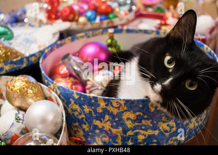 Schwarze und weiße Katze liegt in runder Box mit Weihnachtsschmuck und Kamera. Stockfoto