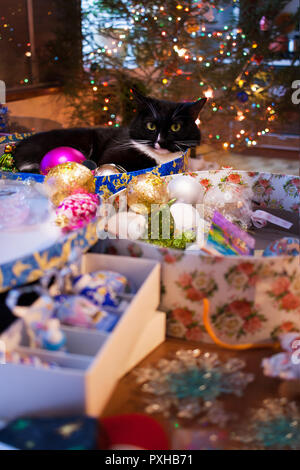 Katze liegt auf Tabelle in runder Box unter Weihnachtsdekorationen in der Nähe der leuchtenden Weihnachtsbaum. Stockfoto