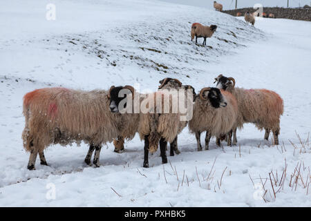 Eine Gruppe von swaledale Mutterschafe in einem schneebedeckten Feld inNorth Yorkshire Stockfoto