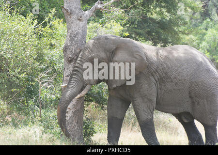 Afrikanischer Elefant (Loxodonta africana) Kratzen gegen einen Baum im Sabi Sands, Krüger, Südafrika Stockfoto