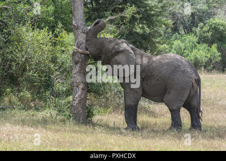 Afrikanischer Elefant (Loxodonta africana) Kratzen gegen einen Baum im Sabi Sands, Krüger, Südafrika Stockfoto