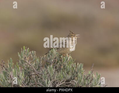 Crested Lark, Galerida cristata, Singen auf Bush in saltmarsh im Frühjahr, Portugal thront. Stockfoto