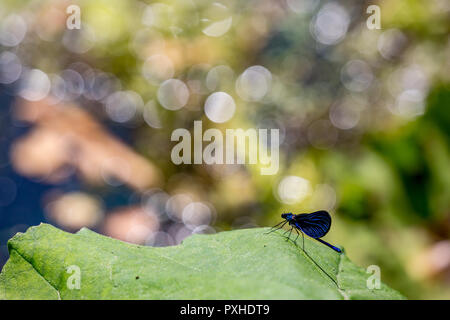 Gebänderte demoiselle Dragonfly, alias Calopteryx Virgo, Nahaufnahme gegen die natürlichen grünen Hintergrund, schönes Bokeh, sonnigen Frühling Tag in der Nähe von Blue Stockfoto