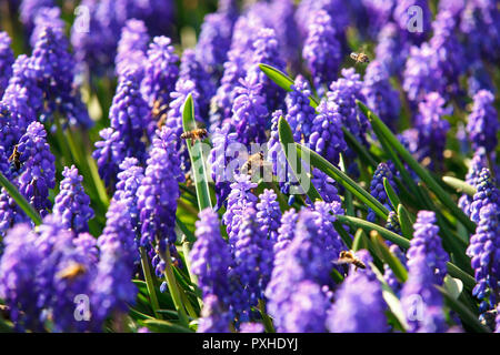 Bienen auf Violett muscari Frühling Blumen Stockfoto