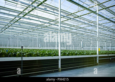 Die Landwirtschaft in den Niederlanden, ein riesiges Gewächshaus mit Reihen von wachsenden Chinakohl Bok Choy, Pak Choi oder Pok Choi auf hyproponic Stockfoto