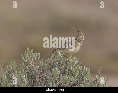 Crested Lark, Galerida cristata, auf Bush in saltmarsh im Frühjahr, Portugal thront.