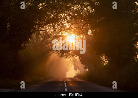 Sunrise Licht durch einen Tunnel von Bäumen in den frühen Morgen Nebel in der Nähe von Stow auf der Welt. Verstauen auf der Wold, Cotswolds, Gloucestershire, England Stockfoto