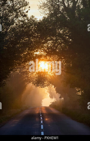 Sunrise Licht durch einen Tunnel von Bäumen in den frühen Morgen Nebel in der Nähe von Stow auf der Welt. Verstauen auf der Wold, Cotswolds, Gloucestershire, England Stockfoto