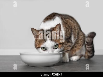 Tabby Katze Essen aus Essen Schüssel Stockfoto