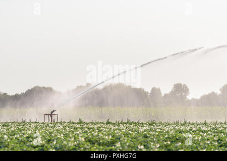 Ein Sprinkler ist die Bewässerung ein Feld mit Kartoffeln in den Niederlanden in einer extremen Trockenheit im Sommer 2018. Stockfoto