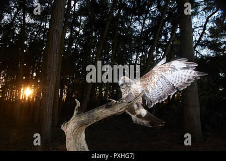 Mäusebussard, Buteo buteo, Landung auf einem Ast, verfing sich eine DSLR-Kamera trap, East Yorkshire, Großbritannien Stockfoto