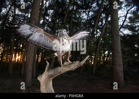 Mäusebussard, Buteo buteo, Landung auf einem Ast, verfing sich eine DSLR-Kamera trap, East Yorkshire, Großbritannien Stockfoto