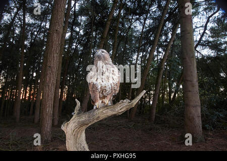 Mäusebussard, Buteo buteo, Landung auf einem Ast, verfing sich eine DSLR-Kamera trap, East Yorkshire, Großbritannien Stockfoto