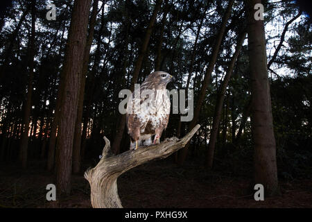 Mäusebussard, Buteo buteo, Landung auf einem Ast, verfing sich eine DSLR-Kamera trap, East Yorkshire, Großbritannien Stockfoto