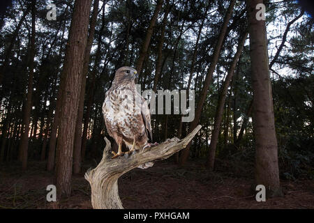 Mäusebussard, Buteo buteo, Landung auf einem Ast, verfing sich eine DSLR-Kamera trap, East Yorkshire, Großbritannien Stockfoto