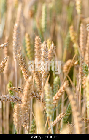 Nahaufnahme des goldenen Ähren reifen in der Sonne im Sommer. Stockfoto