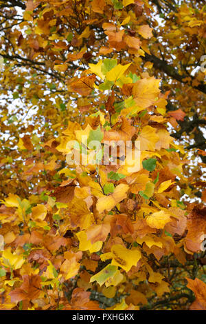 Liriodendron tulipifera 'Fastigiatum' Blätter im Herbst. Tulip Tree. Stockfoto