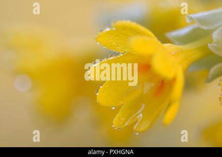 Makroaufnahme einer gemeinsamen Schlüsselblume (Primula Veris) Blüte in der Blüte Stockfoto