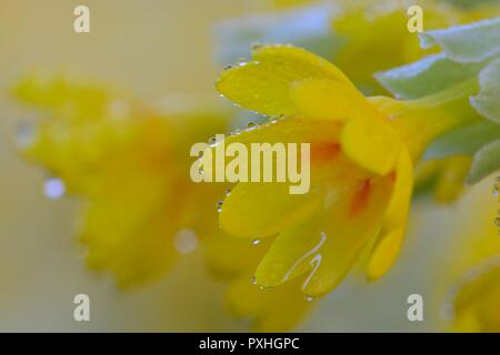 Makroaufnahme einer gemeinsamen Schlüsselblume (Primula Veris) Blüte in der Blüte Stockfoto