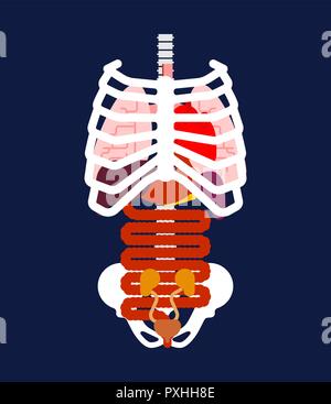 Brustkorb und der inneren Organe. Die menschliche Anatomie. Systeme des Menschen Körper und Organe. Medical Systems. Lunge und Herz. Leber und Magen. Vector Illustration Stock Vektor