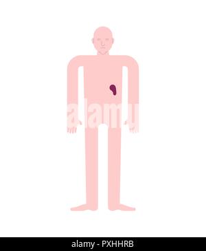 Milz Anatomie des Menschen. Magen-darm-Trakt der inneren Organe. Systeme des Menschen Körper und Organe. Medical Systems. Vector Illustration Stock Vektor