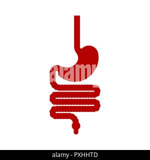 Magen und Speiseröhre und Rektum Anatomie des Menschen. Magen-darm-Trakt der inneren Organe. Ösophagus Stock Vektor