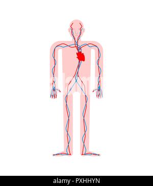 Herz-kreislauf-System. Herz und Gefäße. Aorta und Arterie der menschlichen Anatomie. Die inneren Organe. Systeme des Menschen Körper und Organe. Vector Illustration Stock Vektor