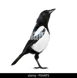 Gemeinsame Elster, Pica Pica, vor weißem Hintergrund Stockfoto
