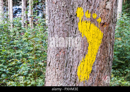 Eine gelbe footprint Anzeichen auf einen Baum im Wald für Fußgänger. Symbol der Gehweg. Stockfoto