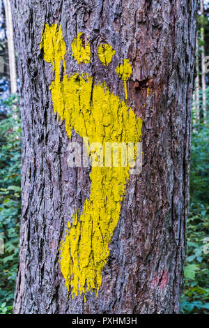 Eine gelbe footprint Anzeichen auf einen Baum im Wald für Fußgänger. Symbol der Gehweg. Stockfoto