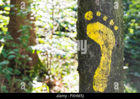 Eine gelbe footprint Anzeichen auf einen Baum im Wald für Fußgänger. Symbol der Gehweg. Stockfoto