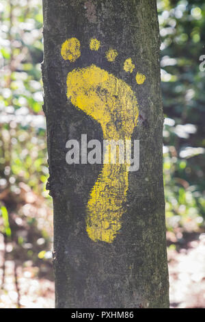 Eine gelbe footprint Anzeichen auf einen Baum im Wald für Fußgänger. Symbol der Gehweg. Stockfoto