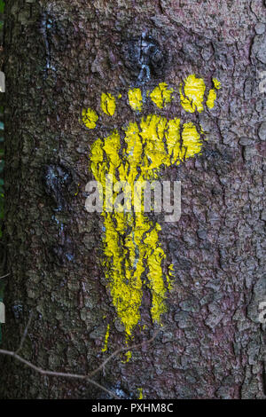 Eine gelbe footprint Anzeichen auf einen Baum im Wald für Fußgänger. Symbol der Gehweg. Stockfoto