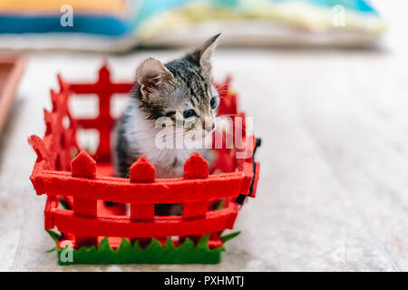 Cute Baby Katze im Körbchen zu Hause Stockfoto