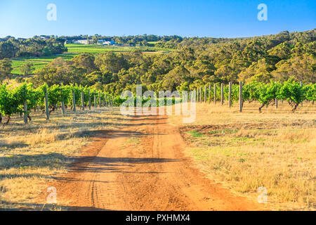 Australische Weinberg. Landstraße im Weinberg mit Reihen von weißen Trauben. Wilyabrup in Margaret River wie der Wein Region in Western Australia bekannt. Schöne Landschaft bei Tageslicht. Stockfoto