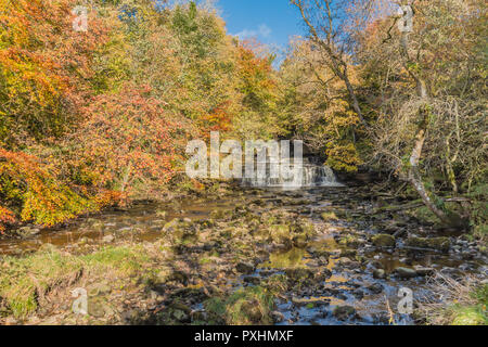 Yorkshire Dales National Park Herbst Landschaft, lebendige Farben des Herbstes auf den Splint Kraft Wasserfall, Hawes, Wensleydale, Großbritannien Stockfoto