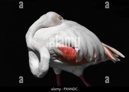 Rosa Flamingo versteckt seinen Schnabel in den Federn des Körpers und isoliert auf schwarzem Hintergrund Stockfoto