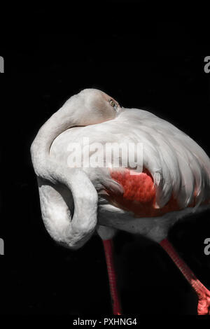 Rosa Flamingo versteckt seinen Schnabel in den Federn des Körpers und isoliert auf schwarzem Hintergrund Stockfoto