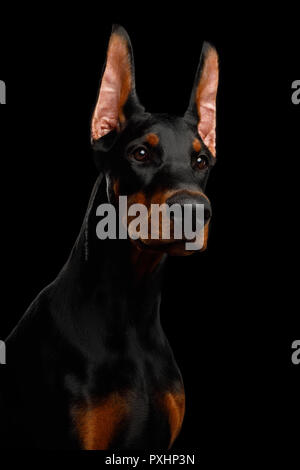 Ernst Portrait von Dobermann reinrassigen Hund, obidient Nachschlagen., isolierte schwarze Hintergrund Stockfoto